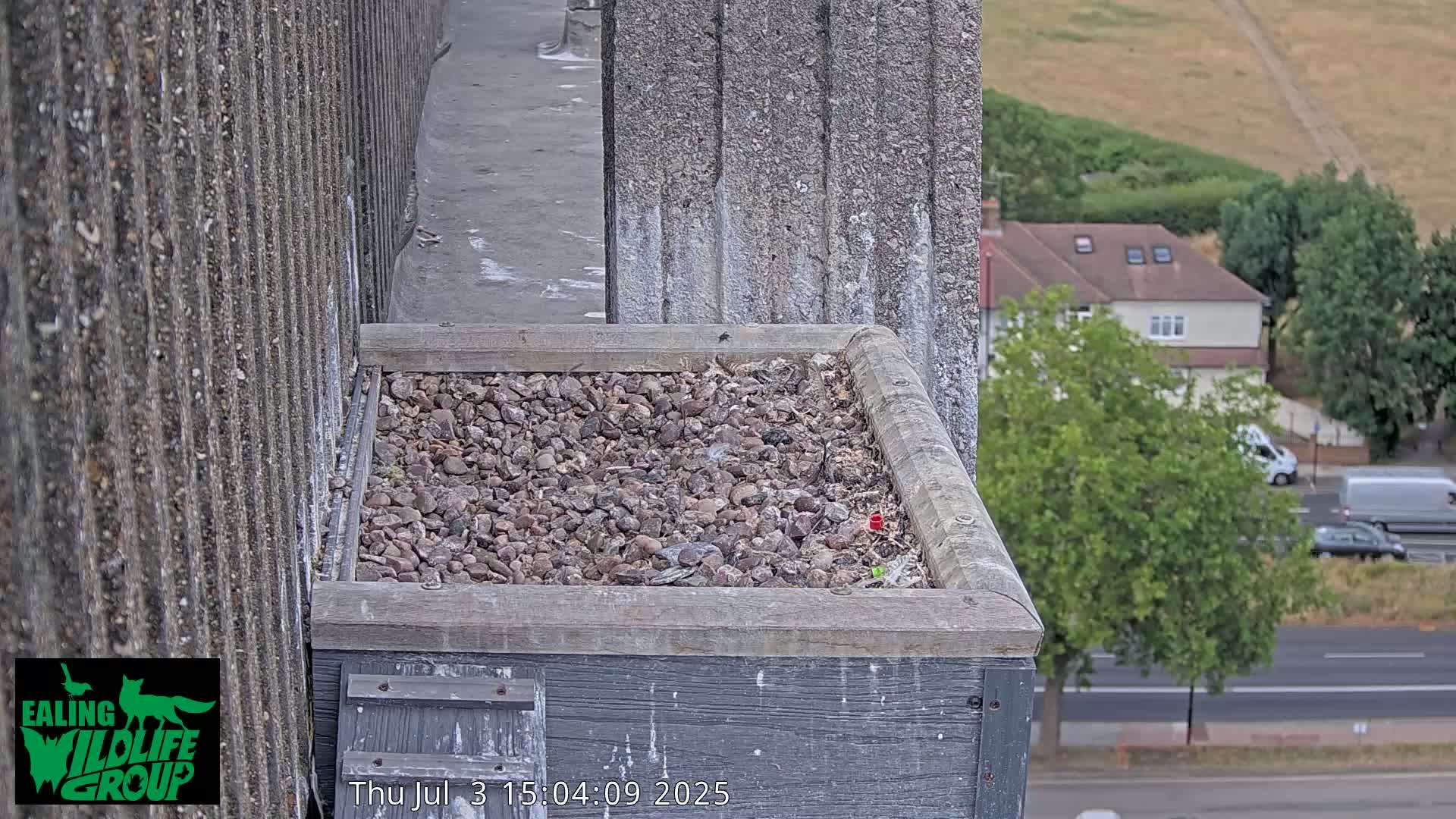 Ealing A4020/ Uxbridge Rd & Ealing’s Peregrine Falcons Life Live Cam - Ealing, London, England, United Kingdom