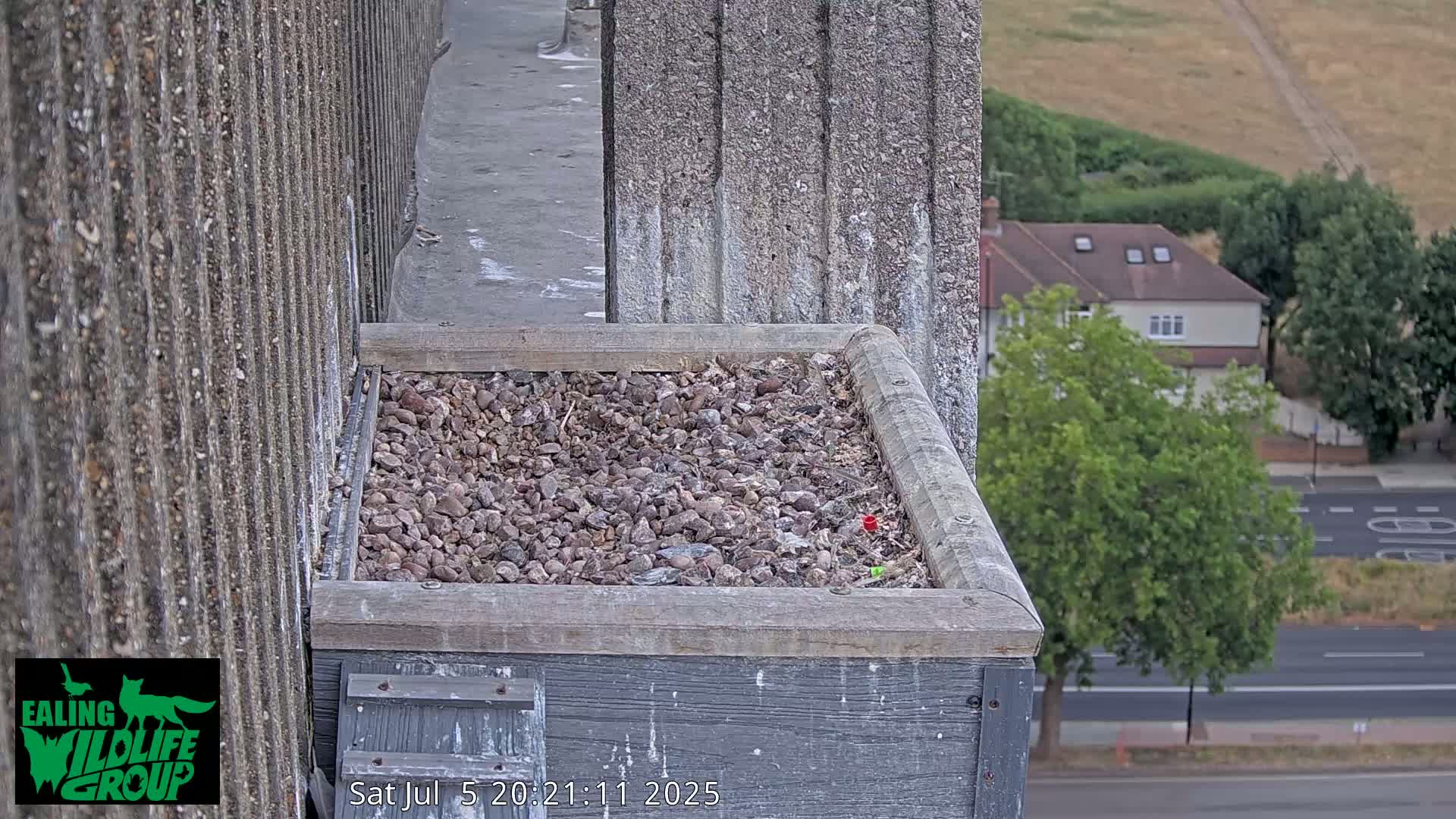 Ealing A4020/ Uxbridge Rd & Ealing’s Peregrine Falcons Life Live Cam - Ealing, London, England, United Kingdom