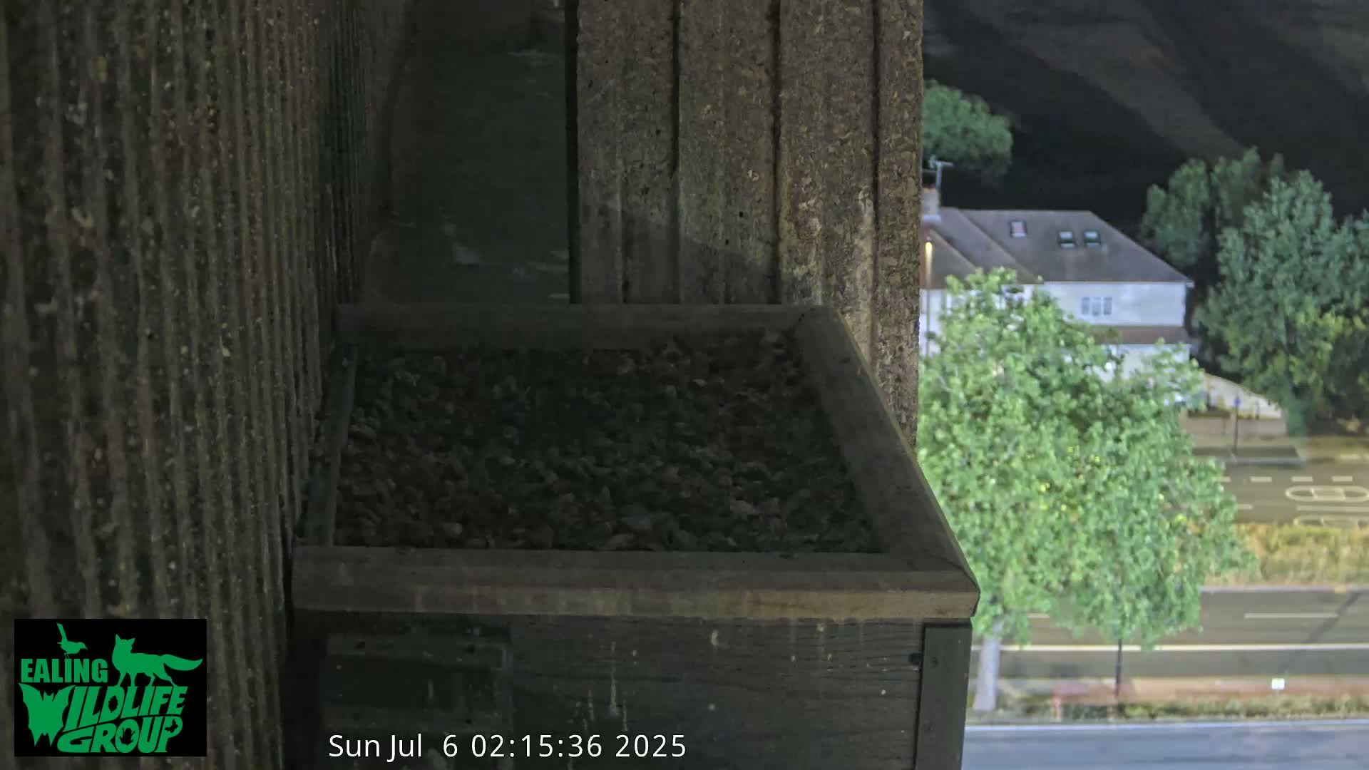 Ealing A4020/ Uxbridge Rd & Ealing’s Peregrine Falcons Life Live Cam - Ealing, London, England, United Kingdom