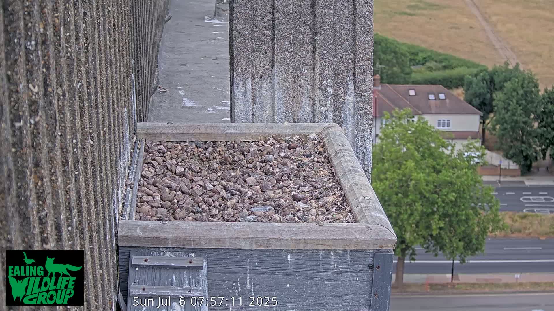 Ealing A4020/ Uxbridge Rd & Ealing’s Peregrine Falcons Life Live Cam - Ealing, London, England, United Kingdom