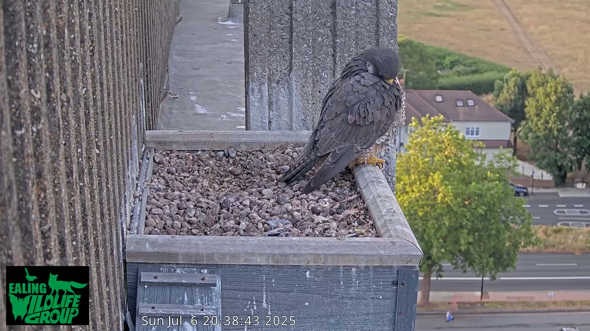 Ealing A4020/ Uxbridge Rd & Ealing’s Peregrine Falcons Life Live Cam - Ealing, London, England, United Kingdom