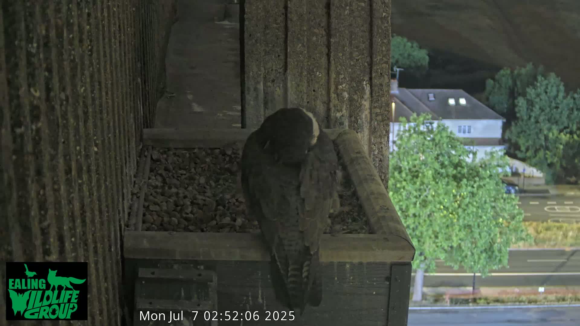 Ealing A4020/ Uxbridge Rd & Ealing’s Peregrine Falcons Life Live Cam - Ealing, London, England, United Kingdom