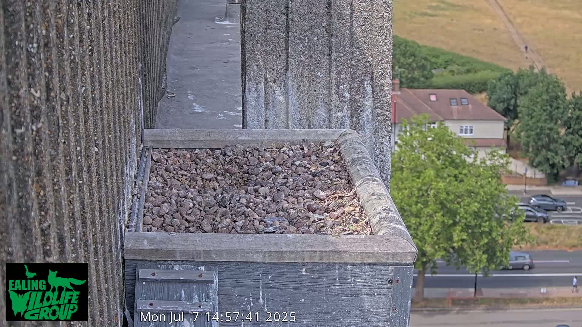 Ealing A4020/ Uxbridge Rd & Ealing’s Peregrine Falcons Life Live Cam - Ealing, London, England, United Kingdom