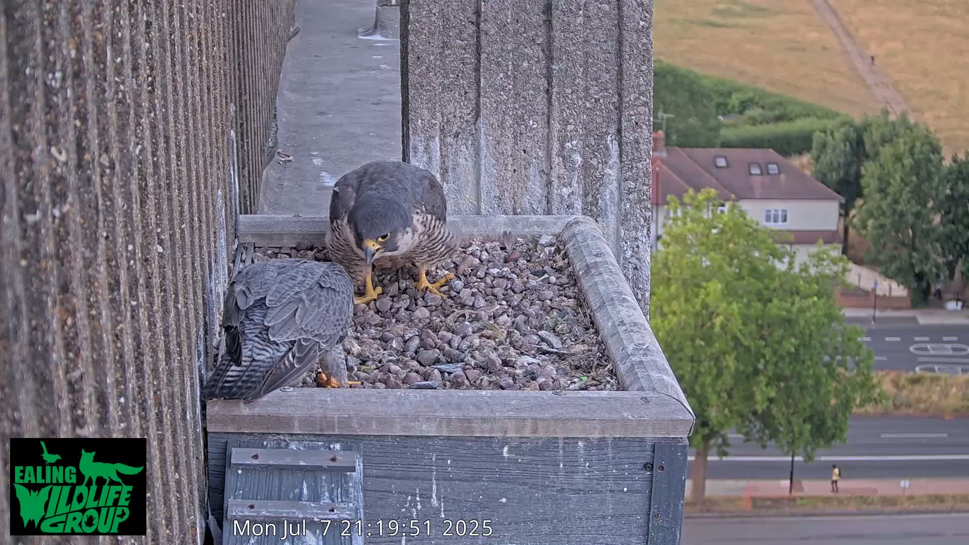 Ealing A4020/ Uxbridge Rd & Ealing’s Peregrine Falcons Life Live Cam - Ealing, London, England, United Kingdom