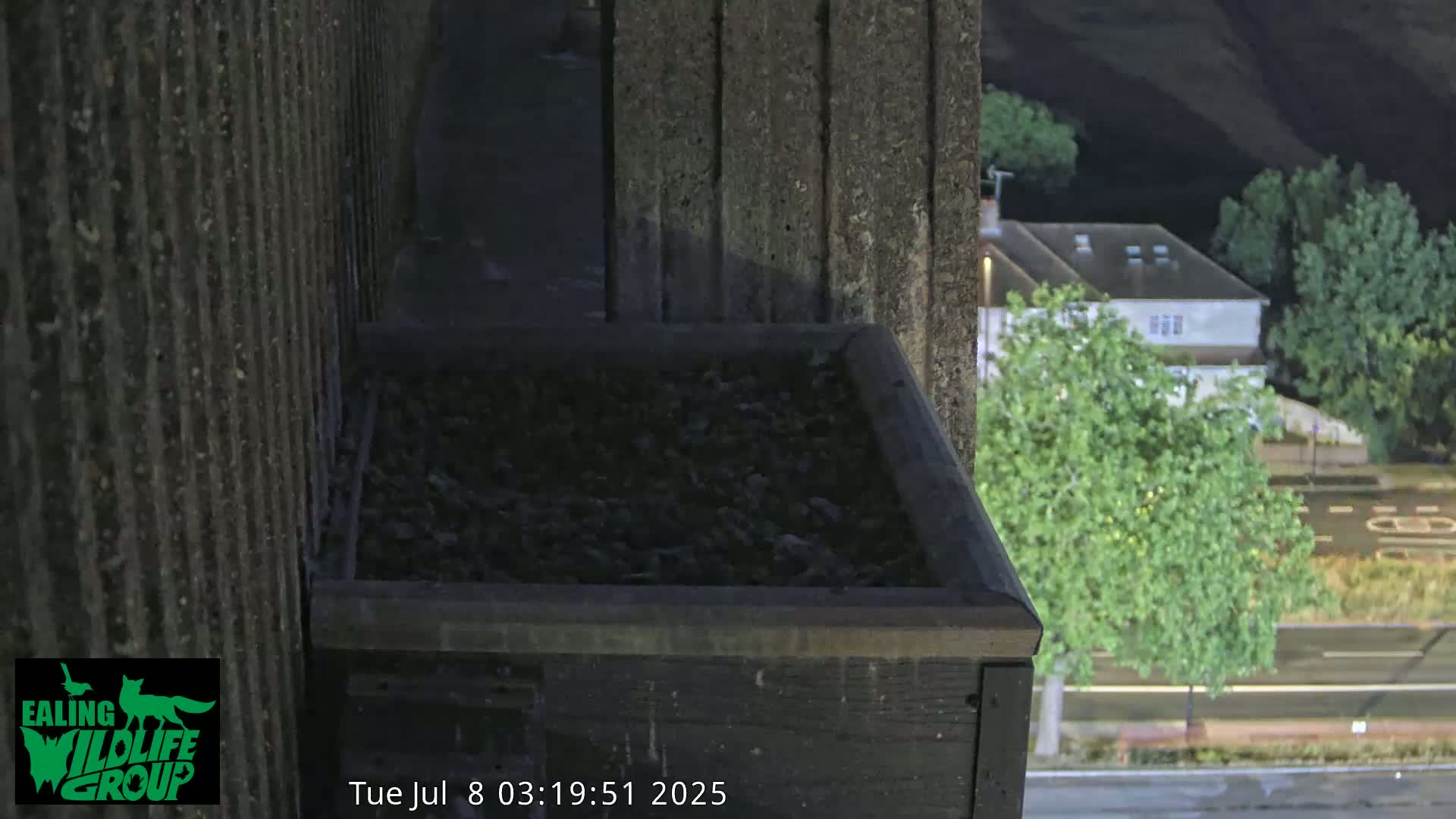Ealing A4020/ Uxbridge Rd & Ealing’s Peregrine Falcons Life Live Cam - Ealing, London, England, United Kingdom