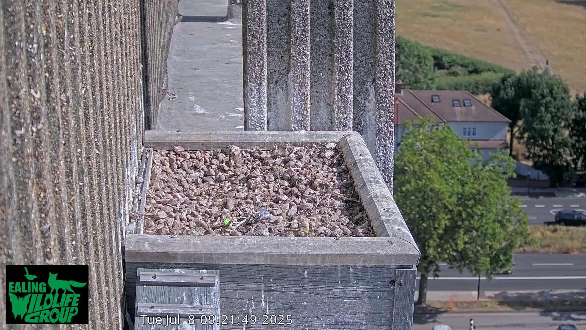 Ealing A4020/ Uxbridge Rd & Ealing’s Peregrine Falcons Life Live Cam - Ealing, London, England, United Kingdom