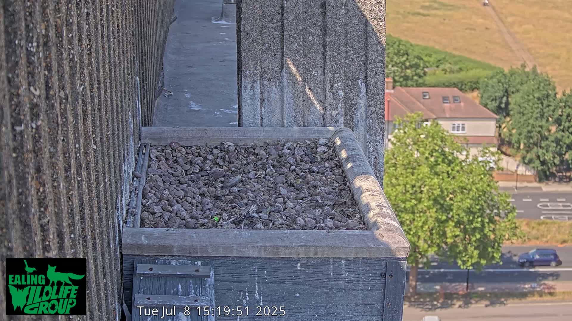 Ealing A4020/ Uxbridge Rd & Ealing’s Peregrine Falcons Life Live Cam - Ealing, London, England, United Kingdom