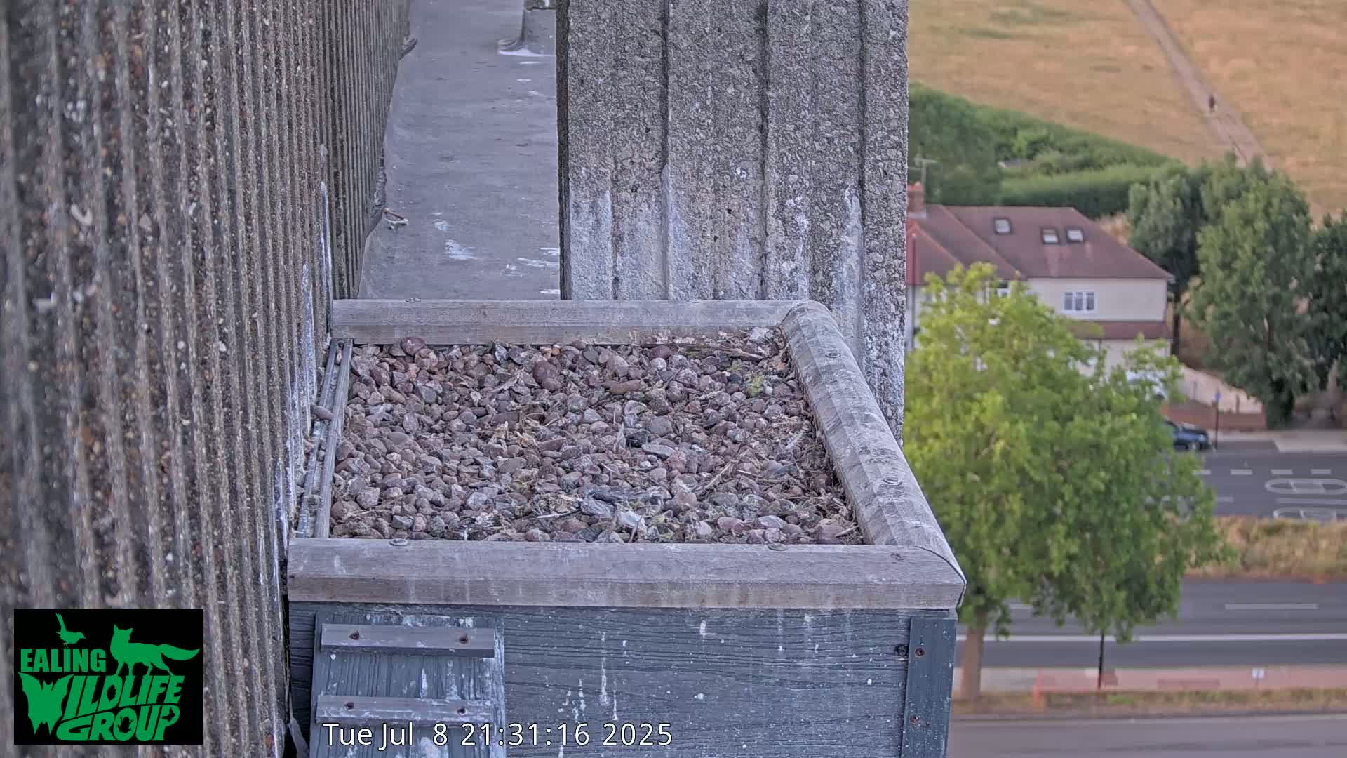 Ealing A4020/ Uxbridge Rd & Ealing’s Peregrine Falcons Life Live Cam - Ealing, London, England, United Kingdom