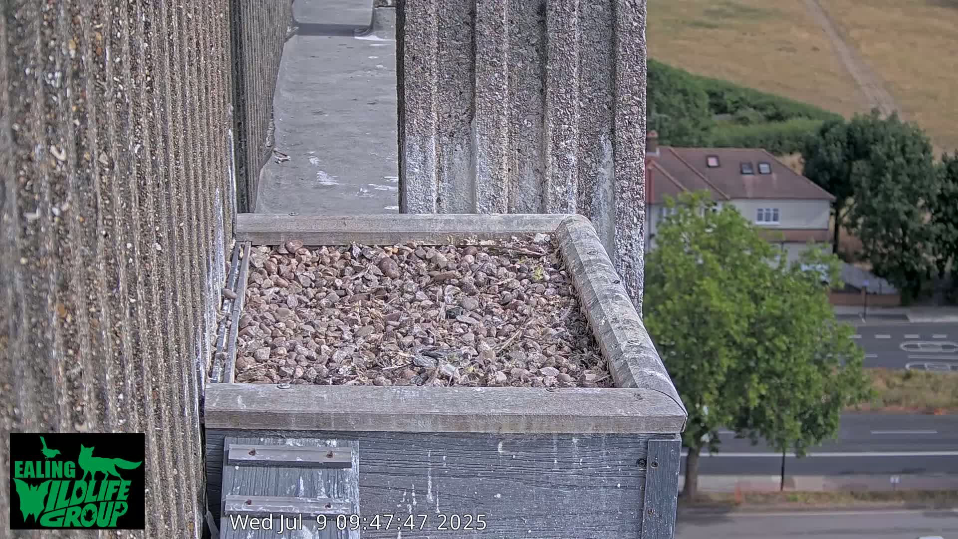 Ealing A4020/ Uxbridge Rd & Ealing’s Peregrine Falcons Life Live Cam - Ealing, London, England, United Kingdom