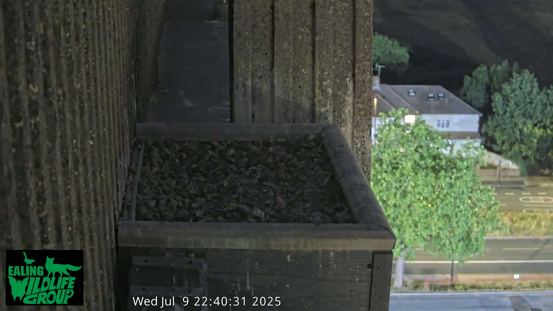 Ealing A4020/ Uxbridge Rd & Ealing’s Peregrine Falcons Life Live Cam - Ealing, London, England, United Kingdom