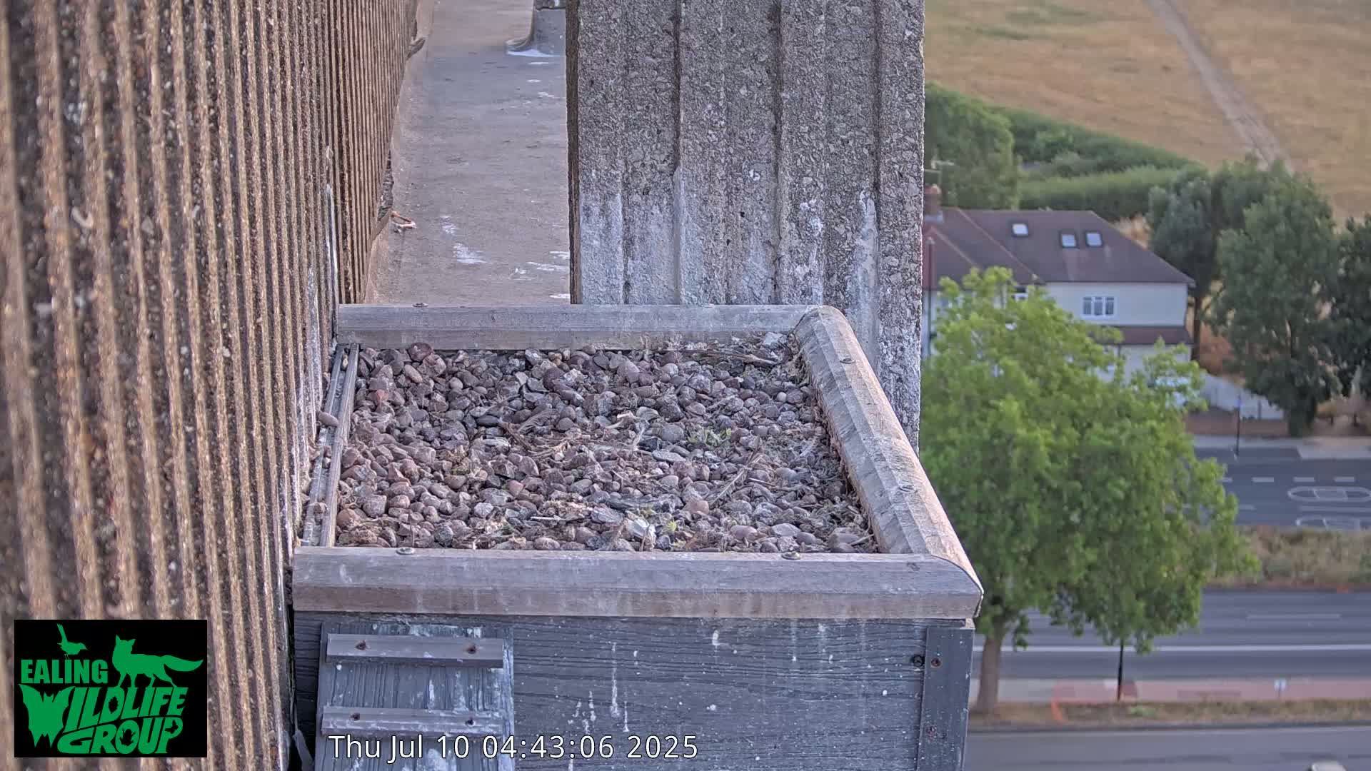 Ealing A4020/ Uxbridge Rd & Ealing’s Peregrine Falcons Life Live Cam - Ealing, London, England, United Kingdom