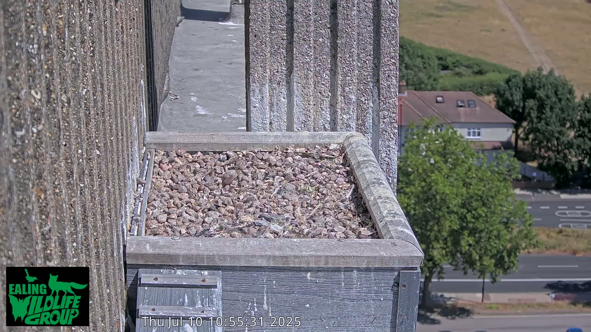 Ealing A4020/ Uxbridge Rd & Ealing’s Peregrine Falcons Life Live Cam - Ealing, London, England, United Kingdom