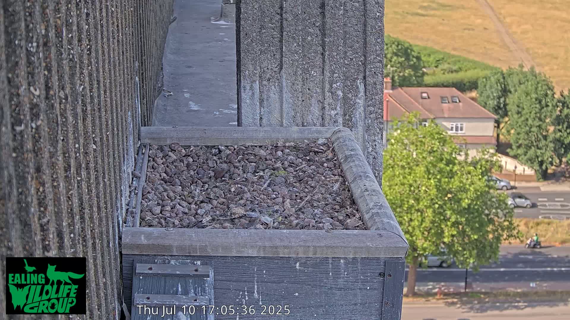 Ealing A4020/ Uxbridge Rd & Ealing’s Peregrine Falcons Life Live Cam - Ealing, London, England, United Kingdom