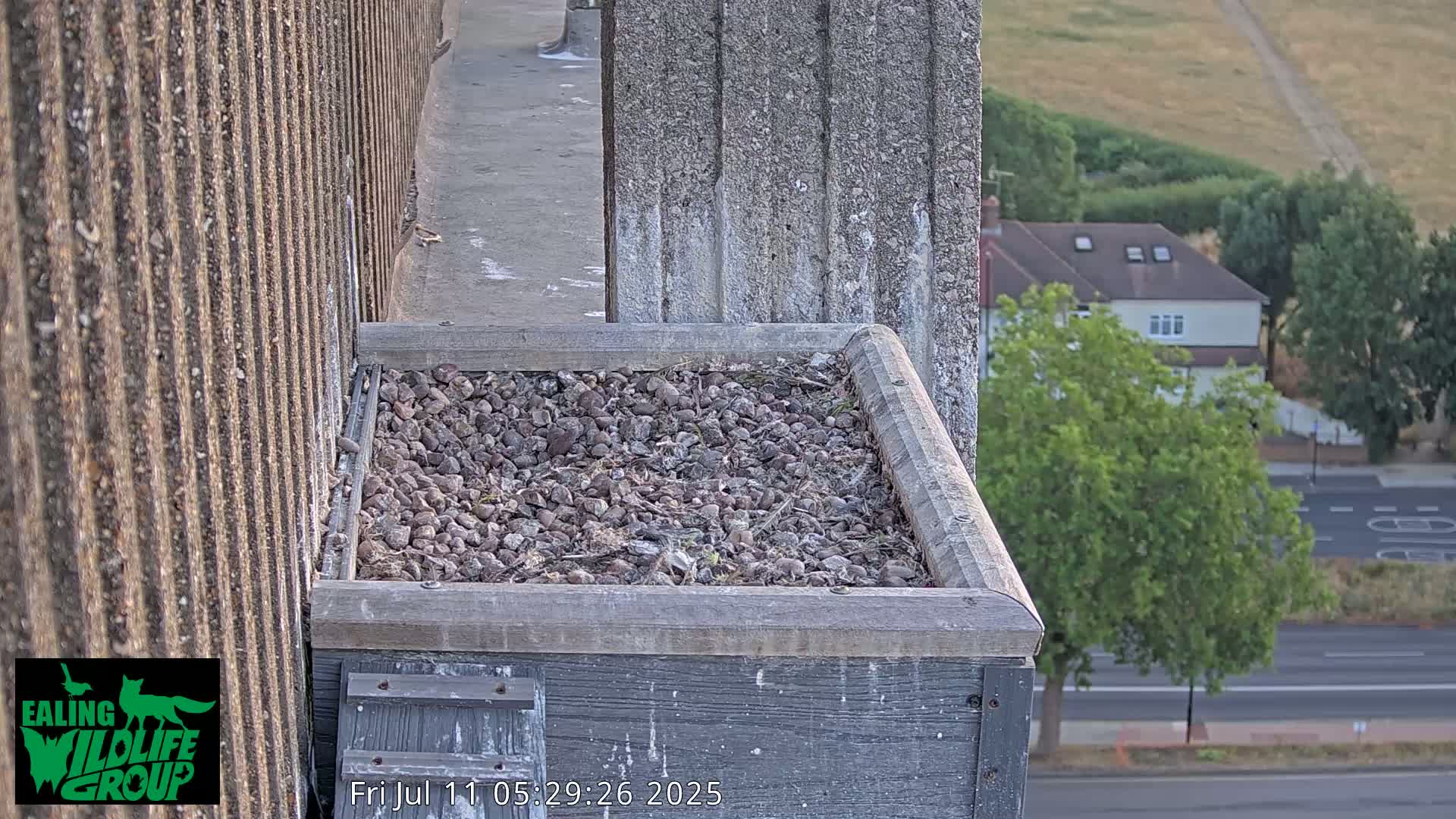 Ealing A4020/ Uxbridge Rd & Ealing’s Peregrine Falcons Life Live Cam - Ealing, London, England, United Kingdom
