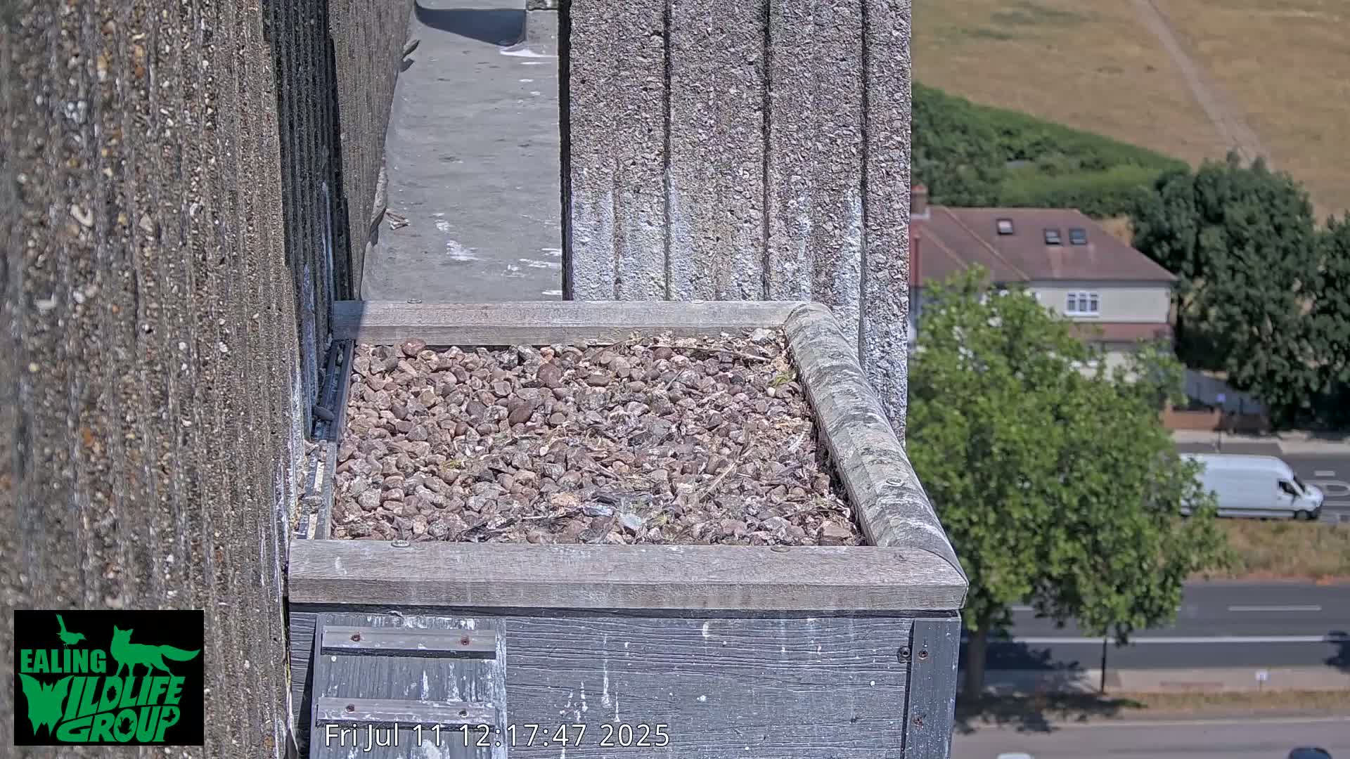 Ealing A4020/ Uxbridge Rd & Ealing’s Peregrine Falcons Life Live Cam - Ealing, London, England, United Kingdom