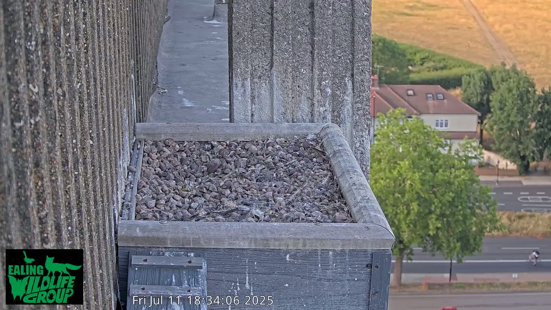 Ealing A4020/ Uxbridge Rd & Ealing’s Peregrine Falcons Life Live Cam - Ealing, London, England, United Kingdom