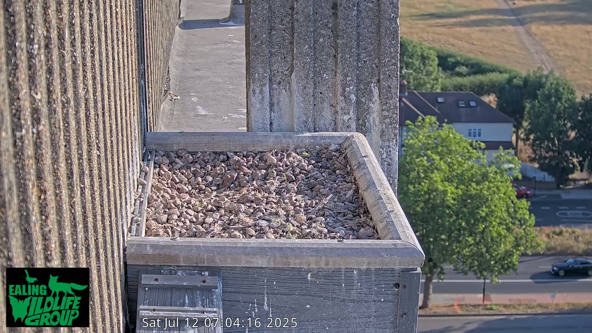 Ealing A4020/ Uxbridge Rd & Ealing’s Peregrine Falcons Life Live Cam - Ealing, London, England, United Kingdom