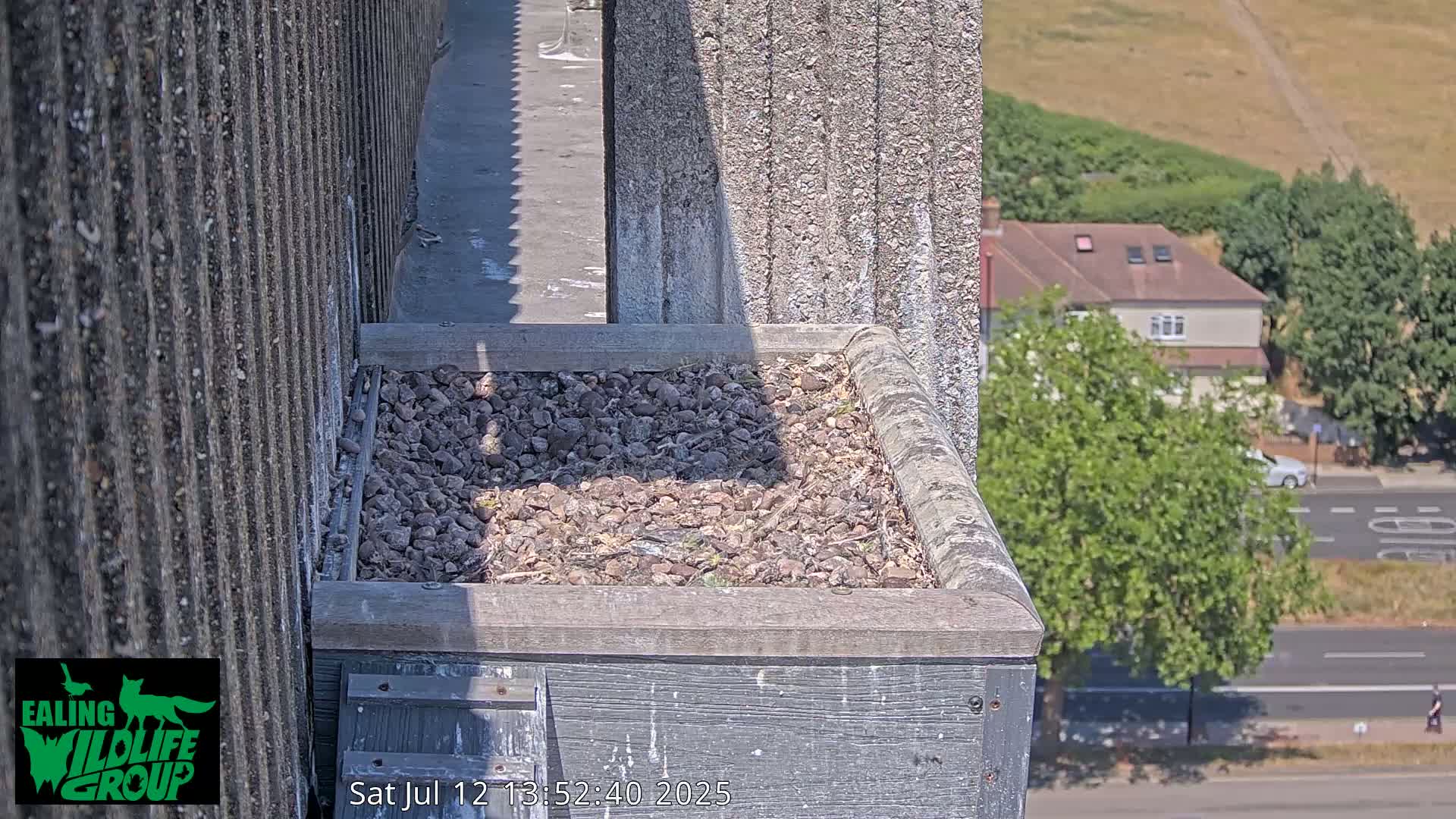 Ealing A4020/ Uxbridge Rd & Ealing’s Peregrine Falcons Life Live Cam - Ealing, London, England, United Kingdom