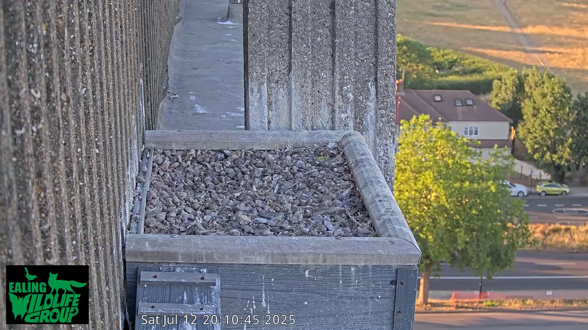 Ealing A4020/ Uxbridge Rd & Ealing’s Peregrine Falcons Life Live Cam - Ealing, London, England, United Kingdom