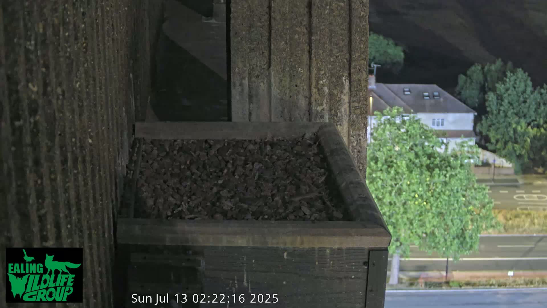 Ealing A4020/ Uxbridge Rd & Ealing’s Peregrine Falcons Life Live Cam - Ealing, London, England, United Kingdom