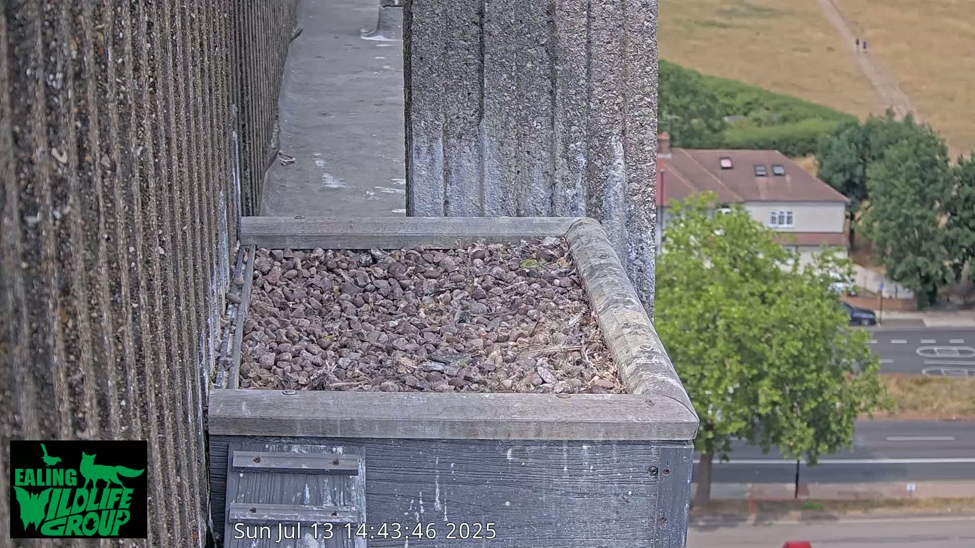 Ealing A4020/ Uxbridge Rd & Ealing’s Peregrine Falcons Life Live Cam - Ealing, London, England, United Kingdom