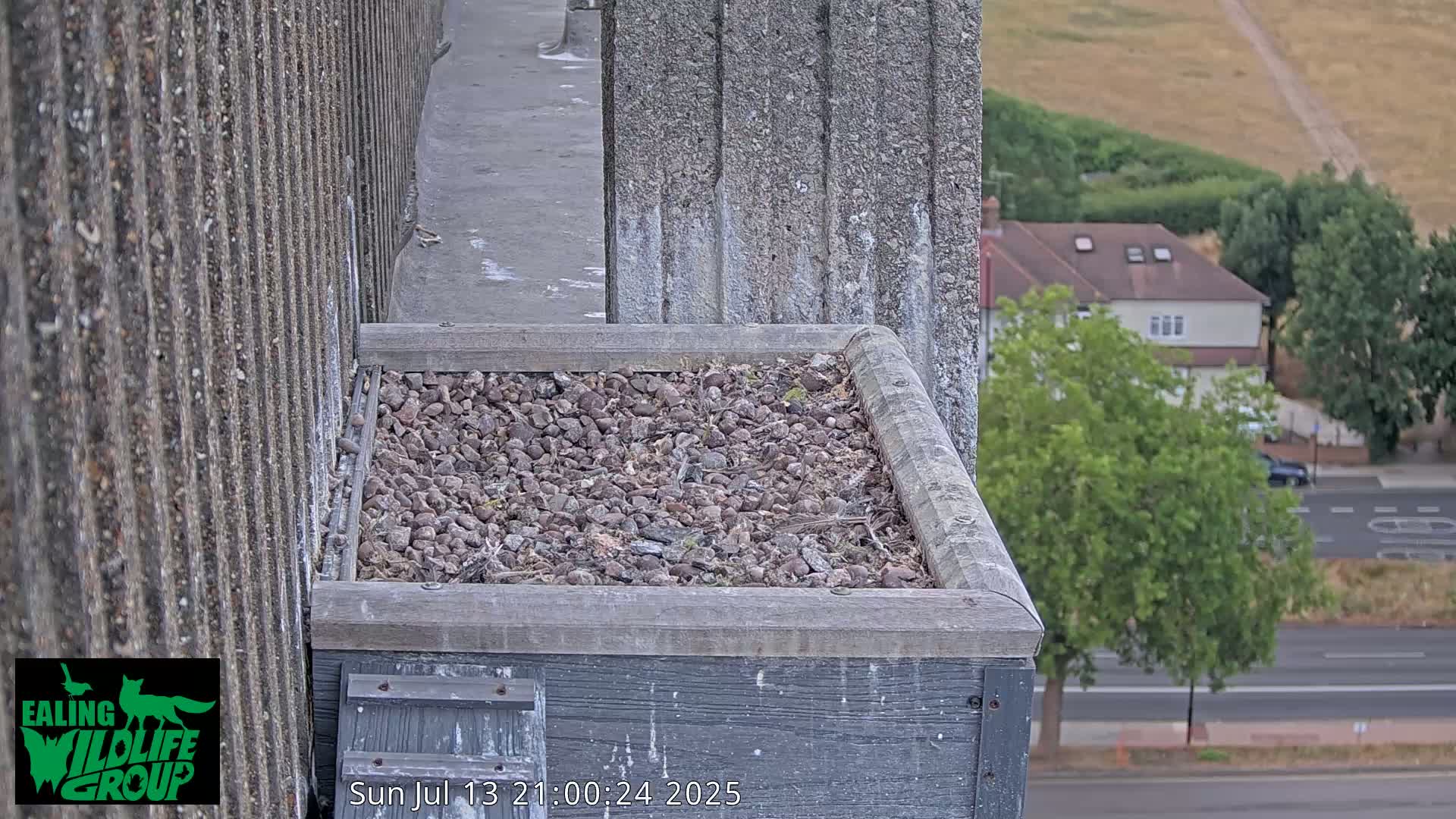 Ealing A4020/ Uxbridge Rd & Ealing’s Peregrine Falcons Life Live Cam - Ealing, London, England, United Kingdom