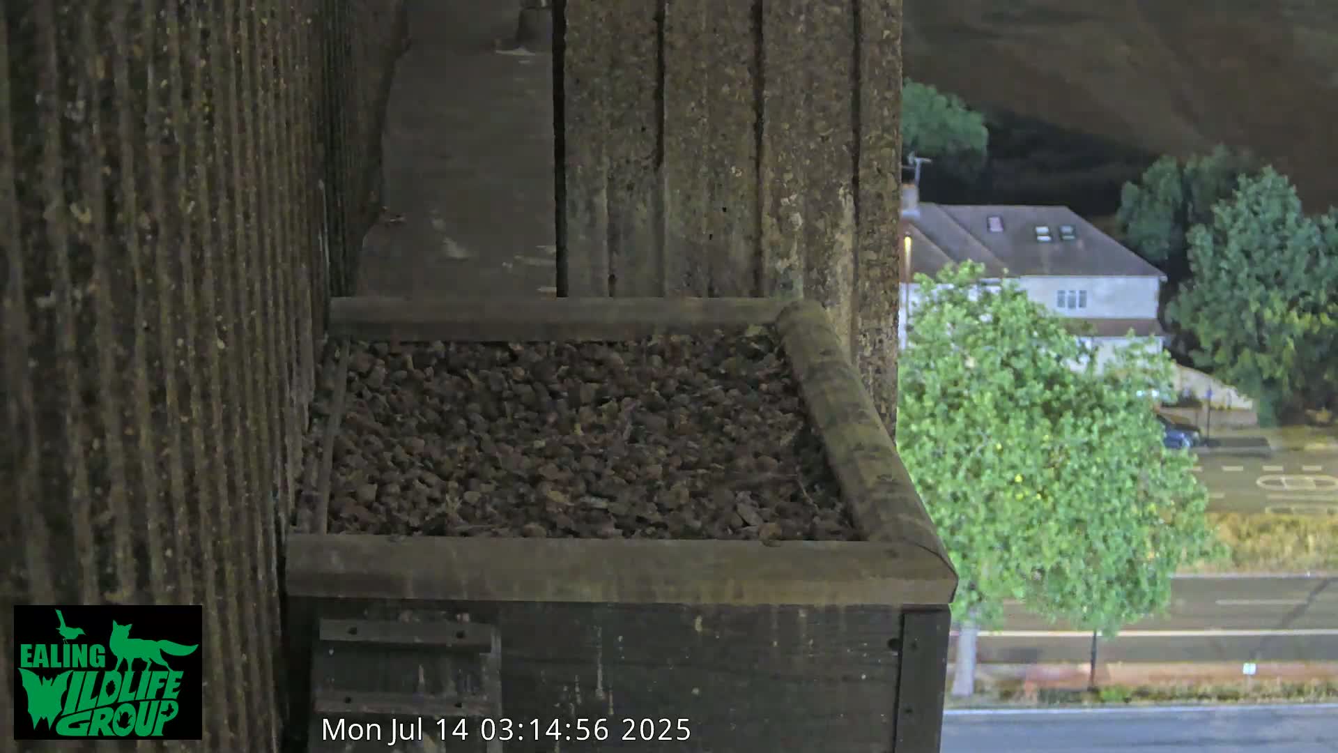 Ealing A4020/ Uxbridge Rd & Ealing’s Peregrine Falcons Life Live Cam - Ealing, London, England, United Kingdom