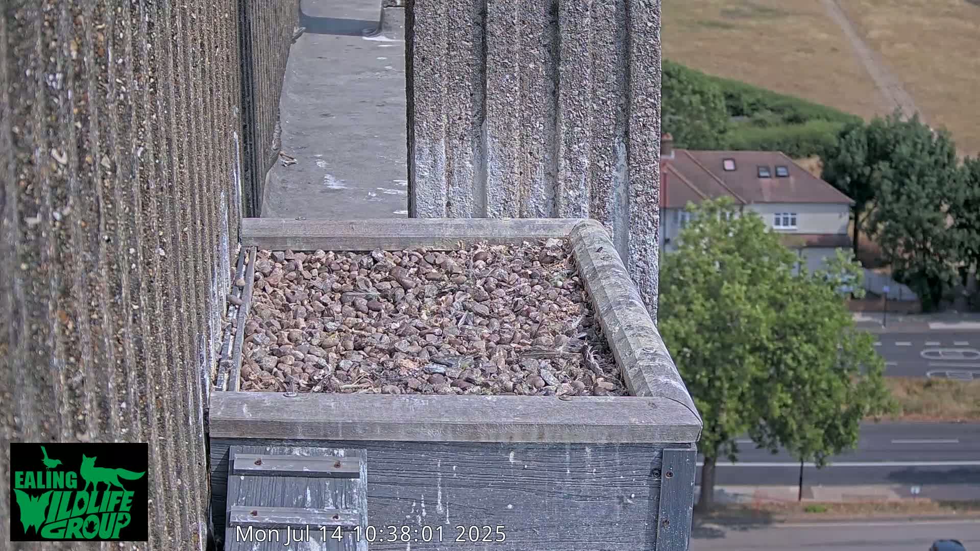 Ealing A4020/ Uxbridge Rd & Ealing’s Peregrine Falcons Life Live Cam - Ealing, London, England, United Kingdom