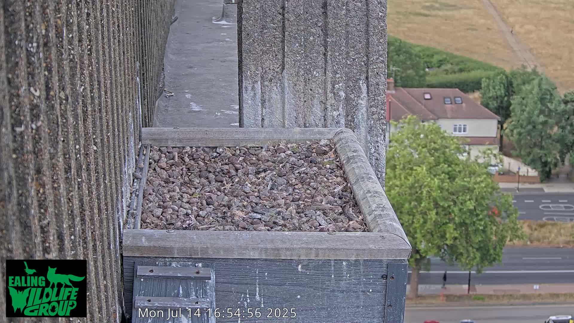 Ealing A4020/ Uxbridge Rd & Ealing’s Peregrine Falcons Life Live Cam - Ealing, London, England, United Kingdom