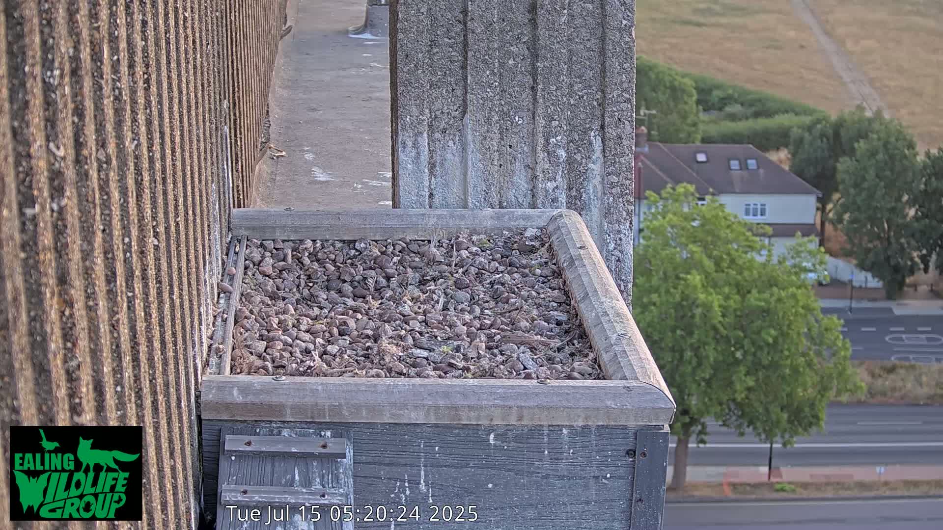Ealing A4020/ Uxbridge Rd & Ealing’s Peregrine Falcons Life Live Cam - Ealing, London, England, United Kingdom