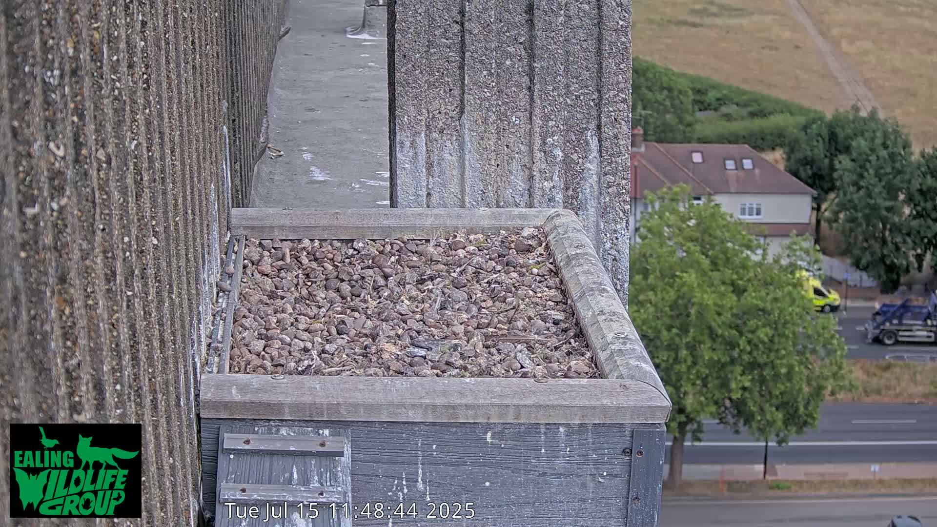 Ealing A4020/ Uxbridge Rd & Ealing’s Peregrine Falcons Life Live Cam - Ealing, London, England, United Kingdom