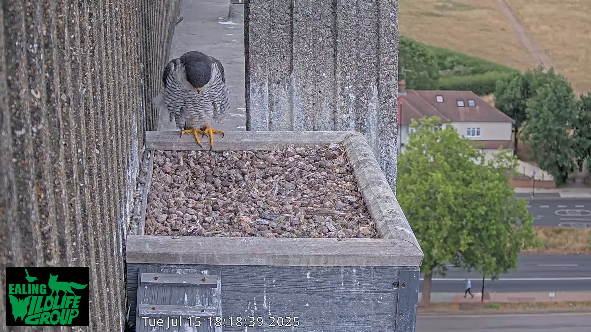 Ealing A4020/ Uxbridge Rd & Ealing’s Peregrine Falcons Life Live Cam - Ealing, London, England, United Kingdom