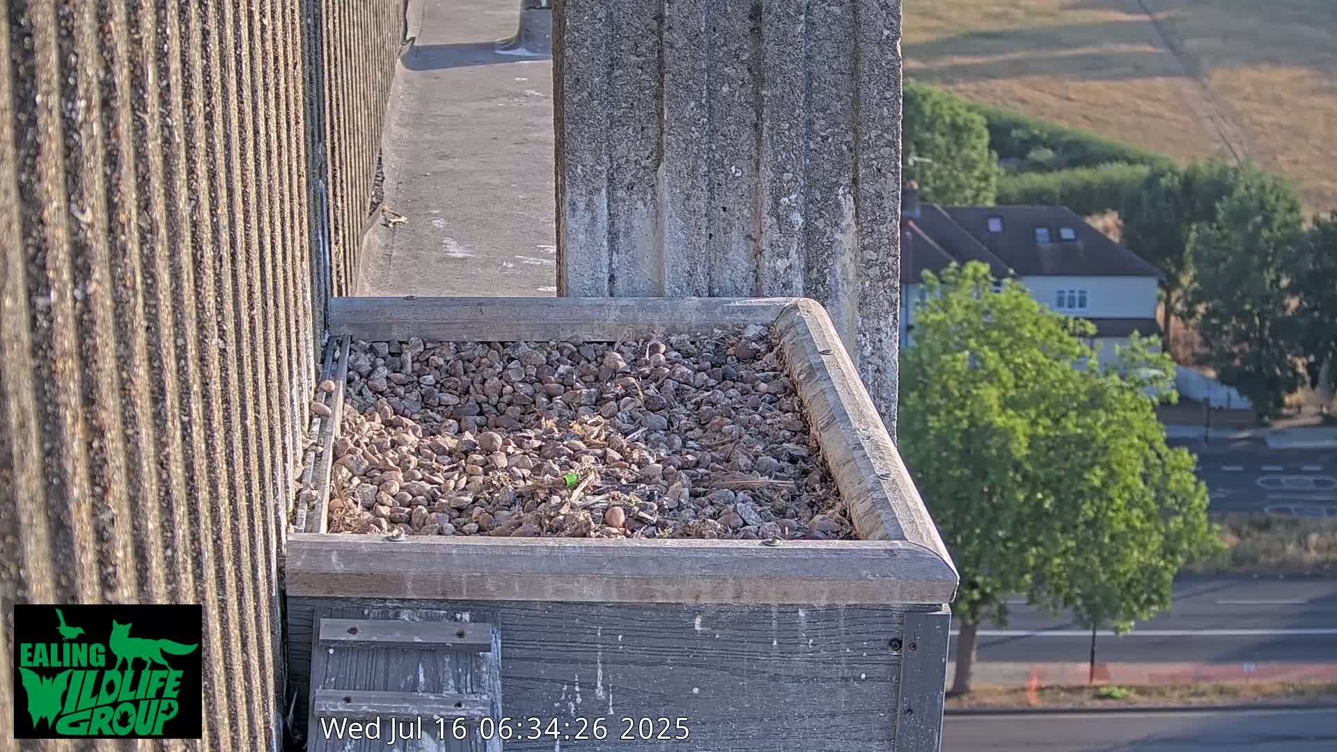 Ealing A4020/ Uxbridge Rd & Ealing’s Peregrine Falcons Life Live Cam - Ealing, London, England, United Kingdom