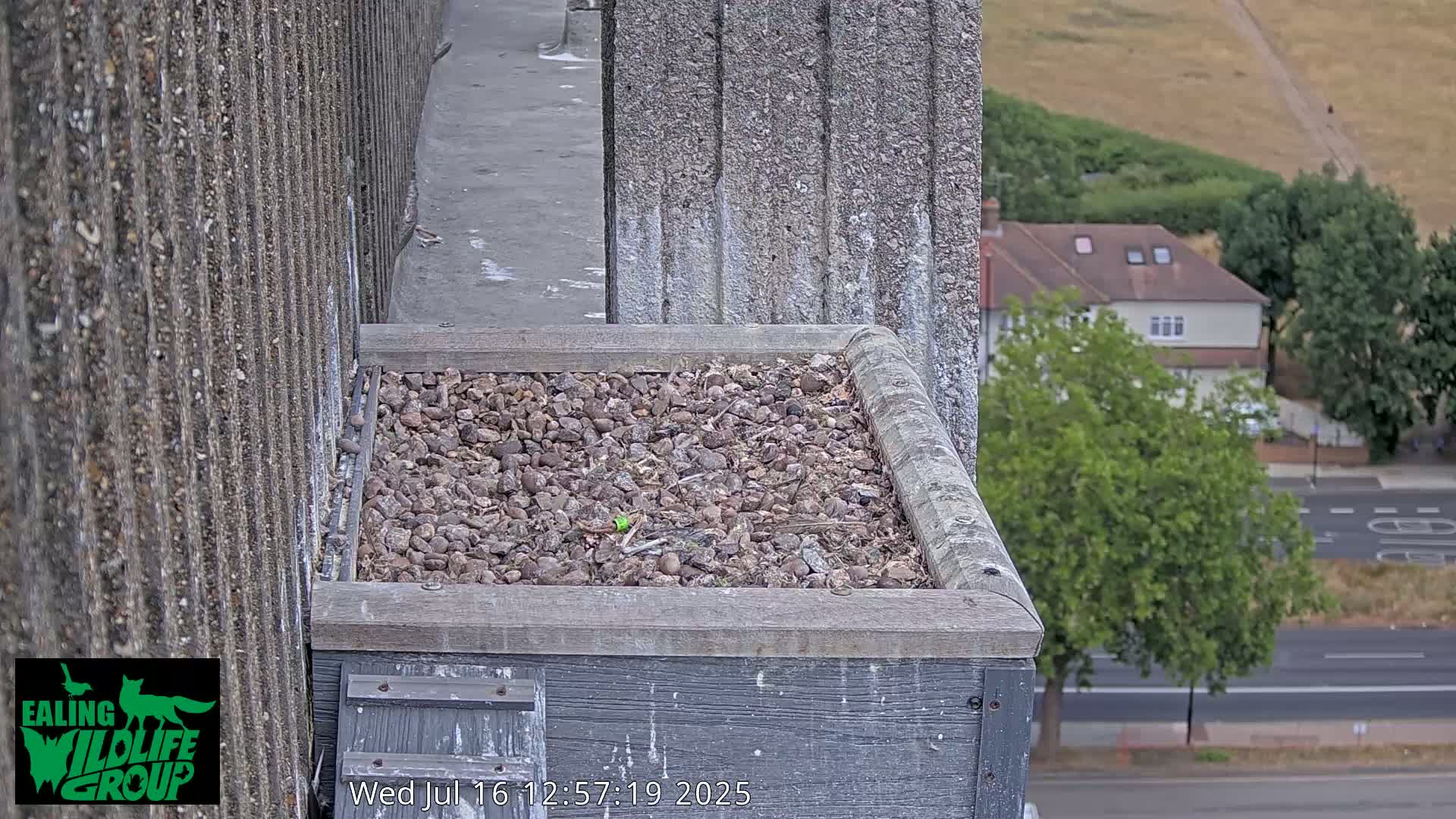 Ealing A4020/ Uxbridge Rd & Ealing’s Peregrine Falcons Life Live Cam - Ealing, London, England, United Kingdom