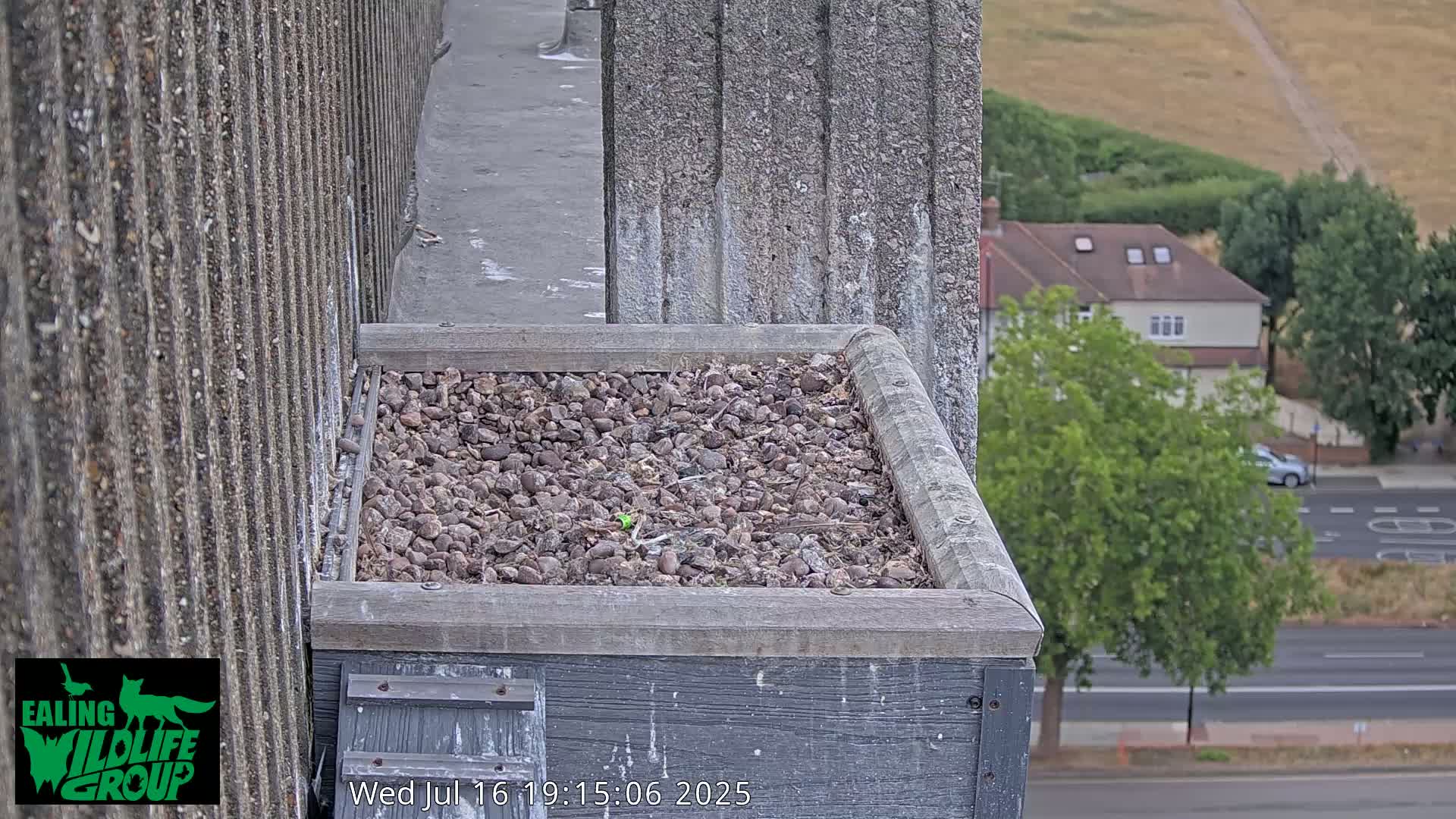 Ealing A4020/ Uxbridge Rd & Ealing’s Peregrine Falcons Life Live Cam - Ealing, London, England, United Kingdom