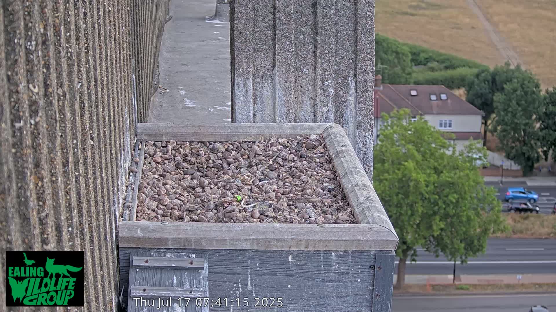 Ealing A4020/ Uxbridge Rd & Ealing’s Peregrine Falcons Life Live Cam - Ealing, London, England, United Kingdom