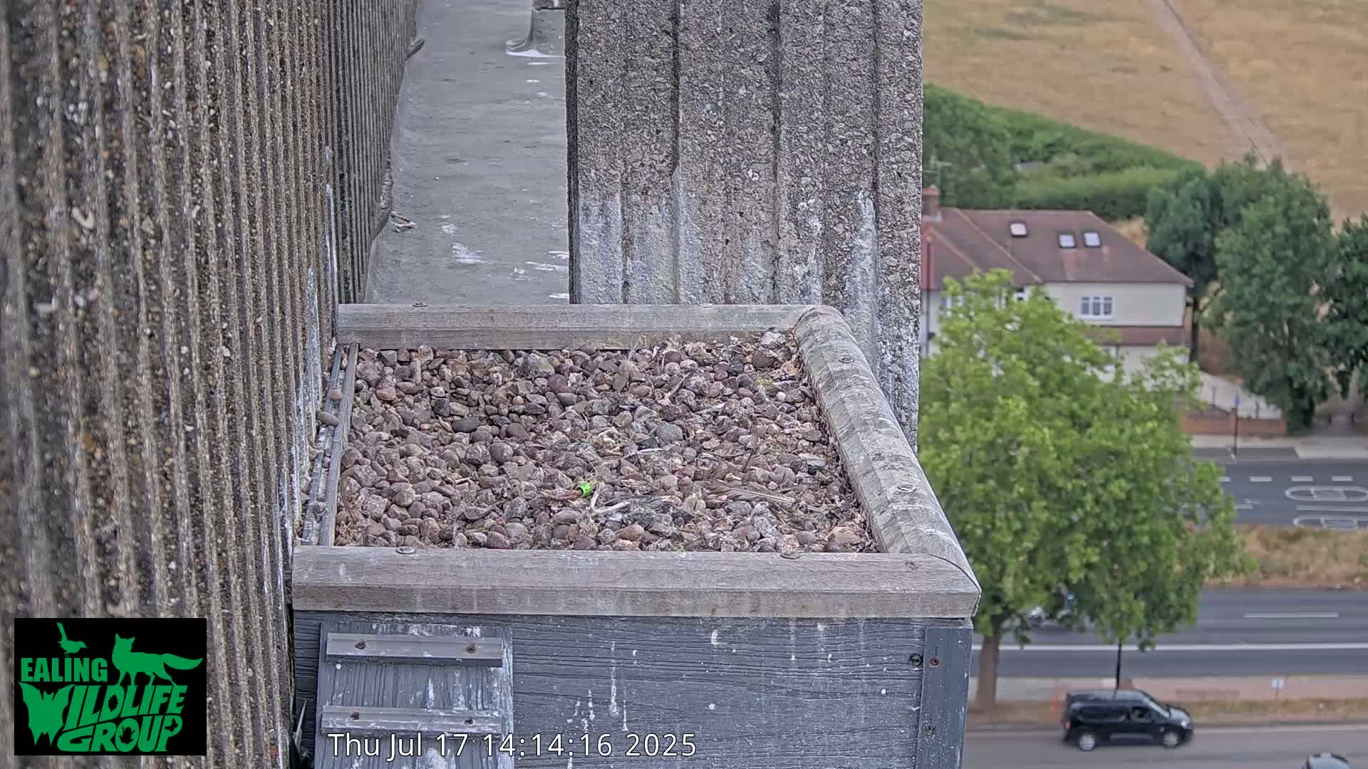 Ealing A4020/ Uxbridge Rd & Ealing’s Peregrine Falcons Life Live Cam - Ealing, London, England, United Kingdom