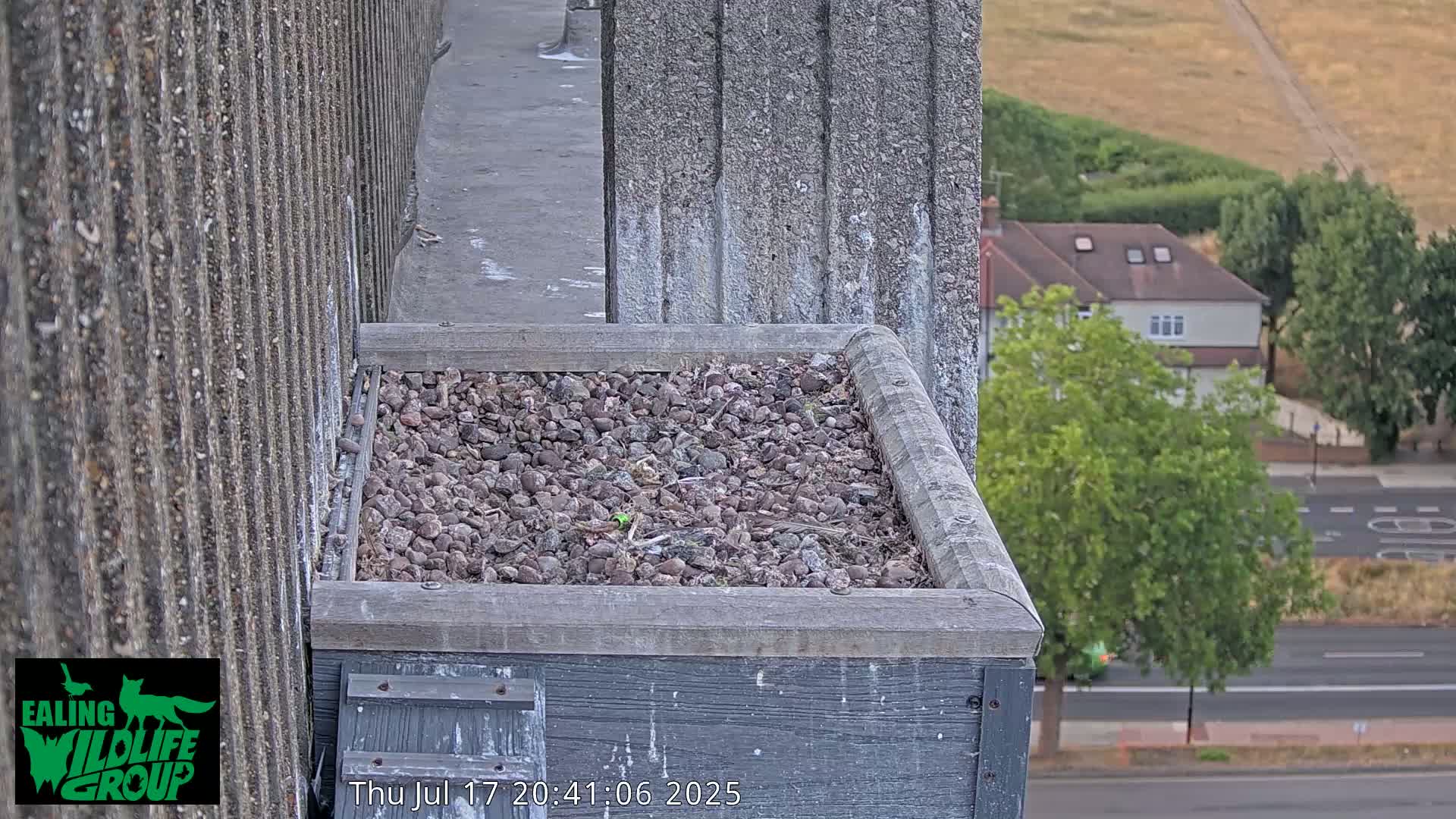 Ealing A4020/ Uxbridge Rd & Ealing’s Peregrine Falcons Life Live Cam - Ealing, London, England, United Kingdom