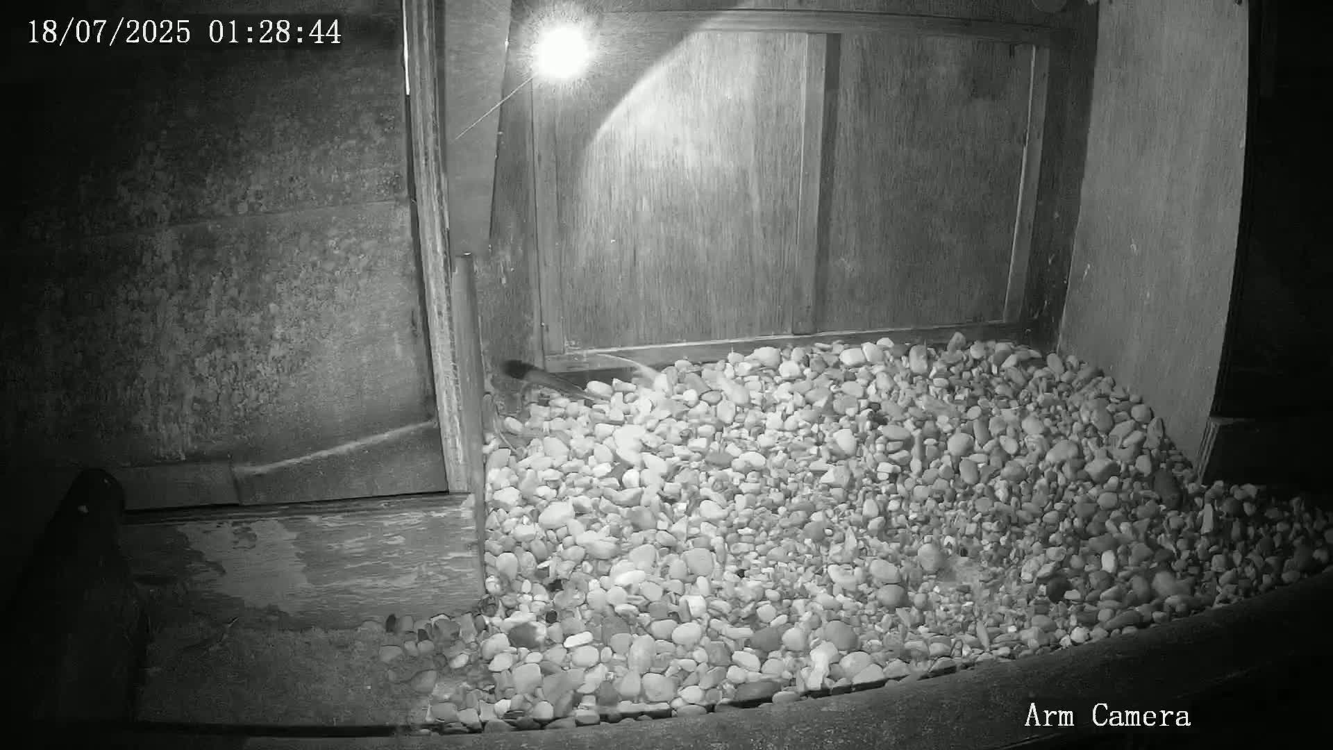 Ealing A4020/ Uxbridge Rd & Ealing’s Peregrine Falcons Life Live Cam - Ealing, London, England, United Kingdom