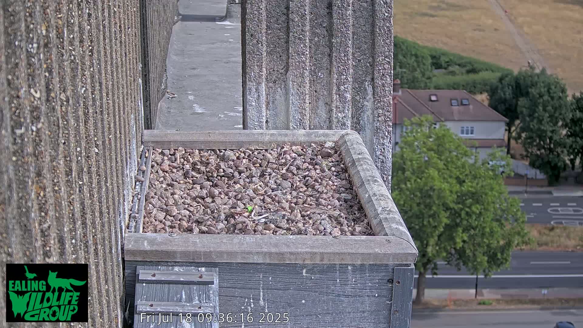 Ealing A4020/ Uxbridge Rd & Ealing’s Peregrine Falcons Life Live Cam - Ealing, London, England, United Kingdom