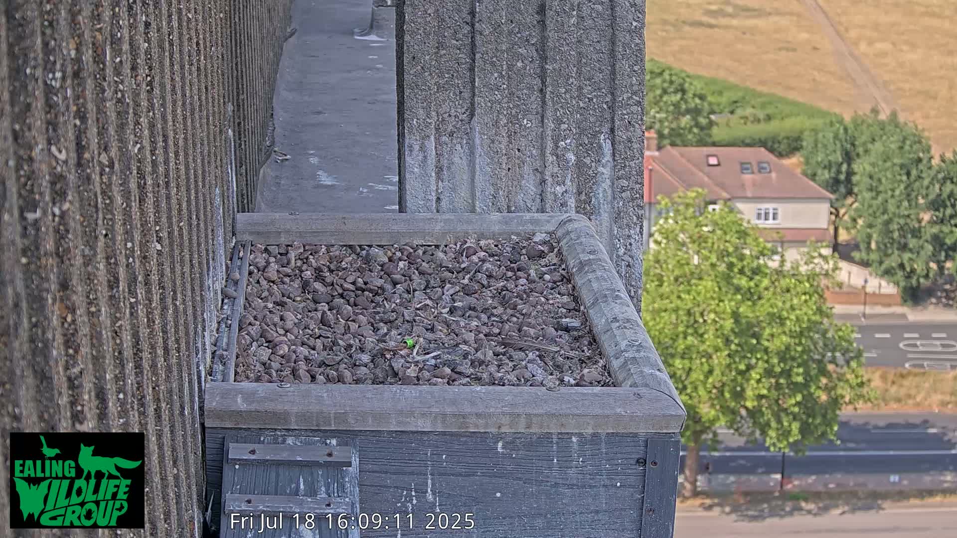 Ealing A4020/ Uxbridge Rd & Ealing’s Peregrine Falcons Life Live Cam - Ealing, London, England, United Kingdom