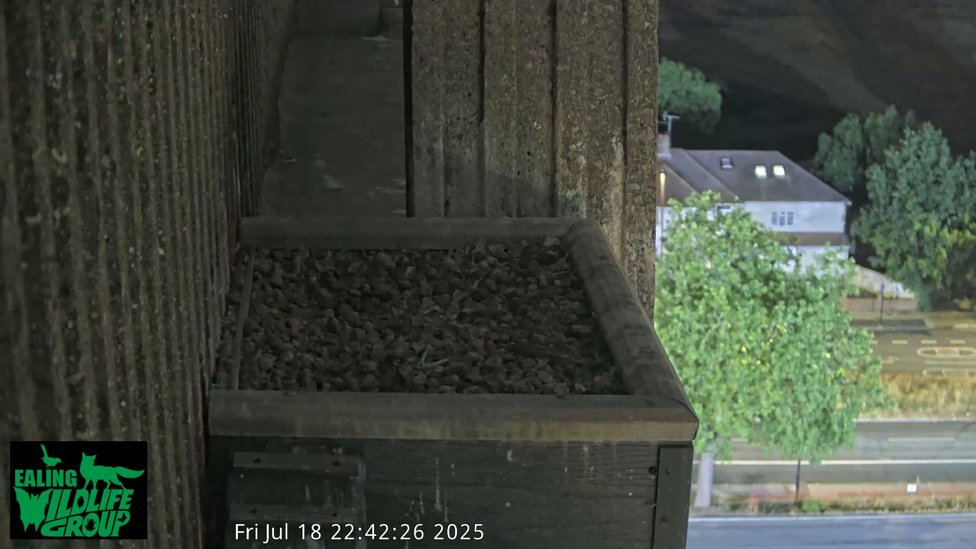 Ealing A4020/ Uxbridge Rd & Ealing’s Peregrine Falcons Life Live Cam - Ealing, London, England, United Kingdom
