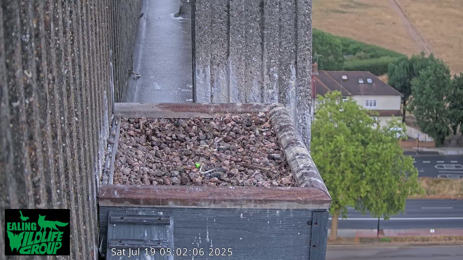 Ealing A4020/ Uxbridge Rd & Ealing’s Peregrine Falcons Life Live Cam - Ealing, London, England, United Kingdom