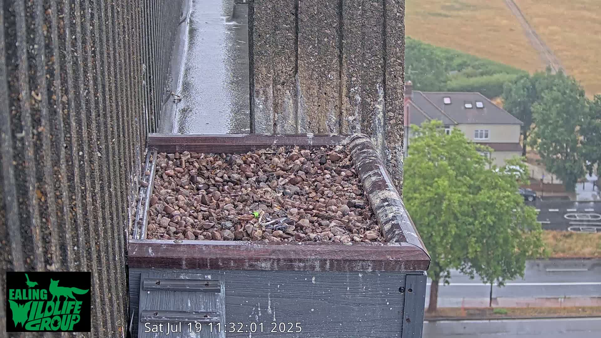 Ealing A4020/ Uxbridge Rd & Ealing’s Peregrine Falcons Life Live Cam - Ealing, London, England, United Kingdom