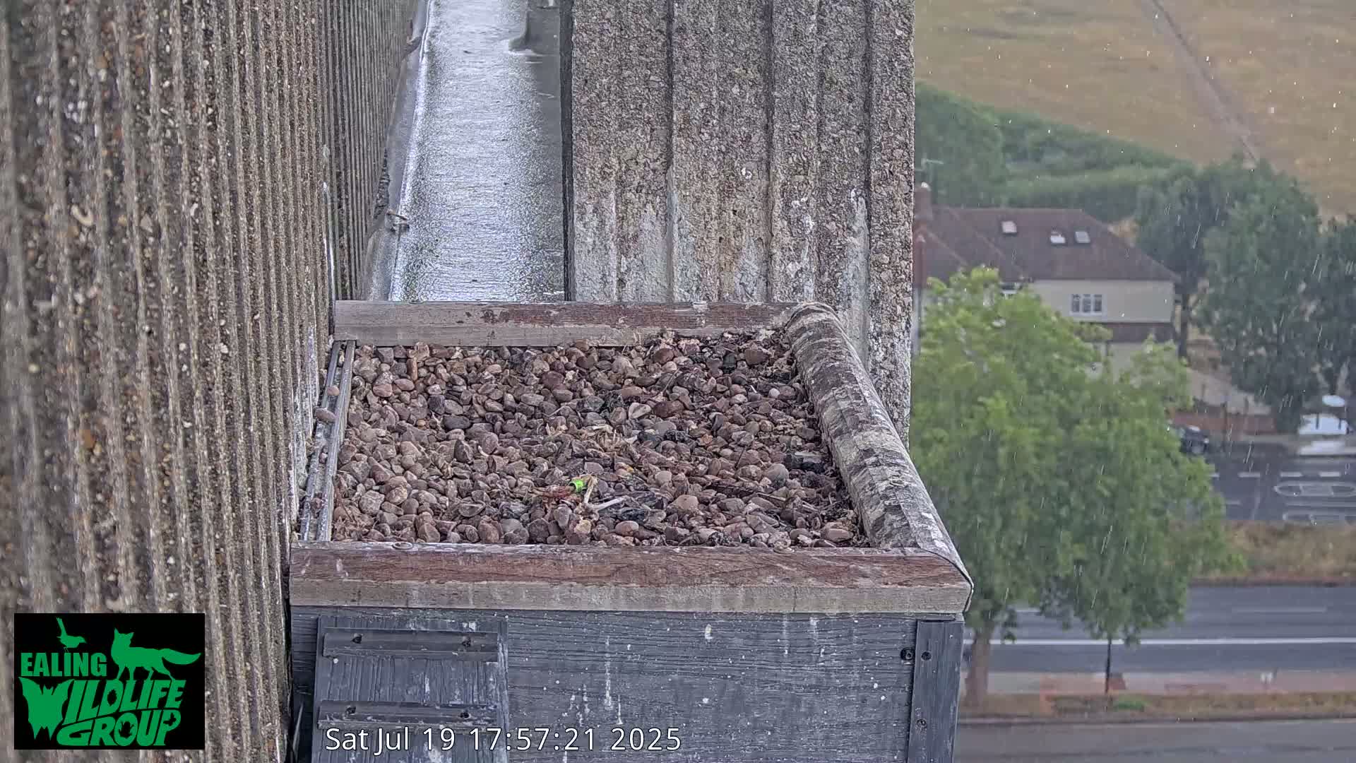 Ealing A4020/ Uxbridge Rd & Ealing’s Peregrine Falcons Life Live Cam - Ealing, London, England, United Kingdom