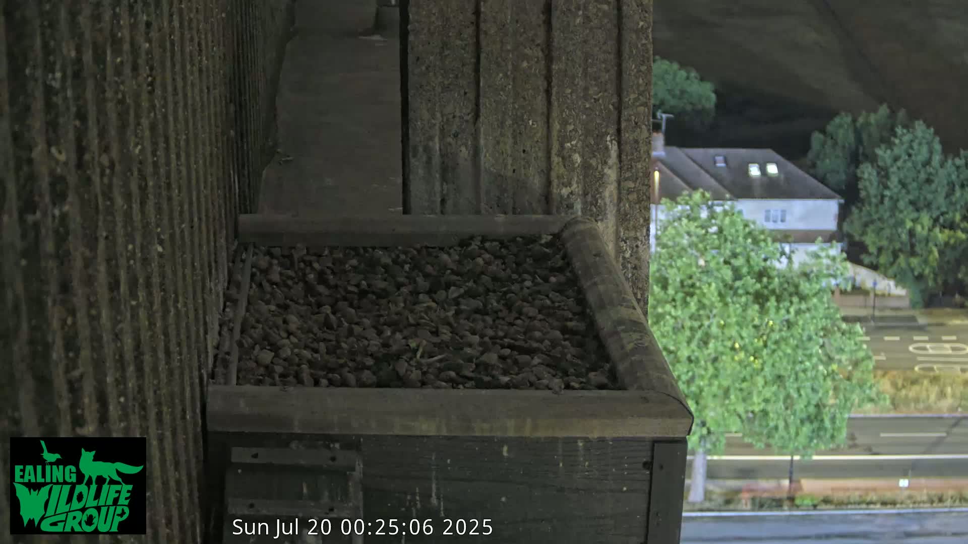 Ealing A4020/ Uxbridge Rd & Ealing’s Peregrine Falcons Life Live Cam - Ealing, London, England, United Kingdom