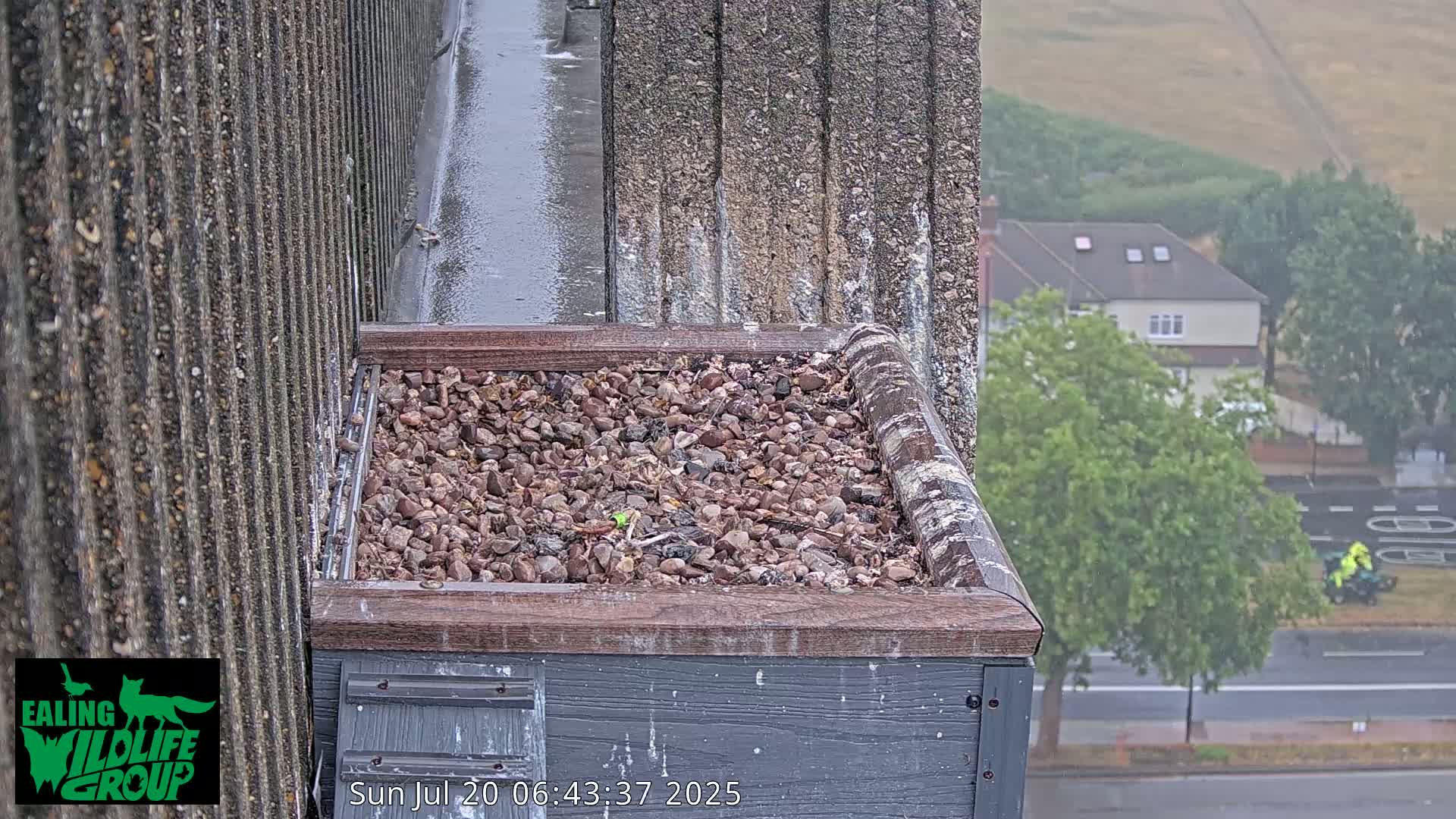 Ealing A4020/ Uxbridge Rd & Ealing’s Peregrine Falcons Life Live Cam - Ealing, London, England, United Kingdom