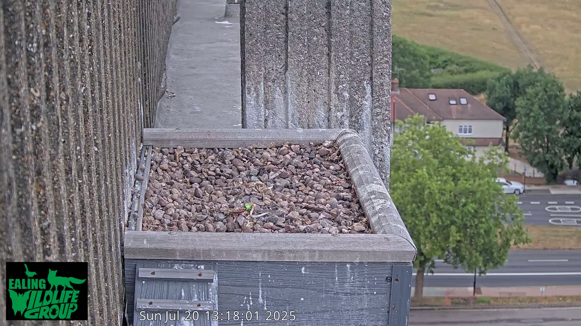 Ealing A4020/ Uxbridge Rd & Ealing’s Peregrine Falcons Life Live Cam - Ealing, London, England, United Kingdom