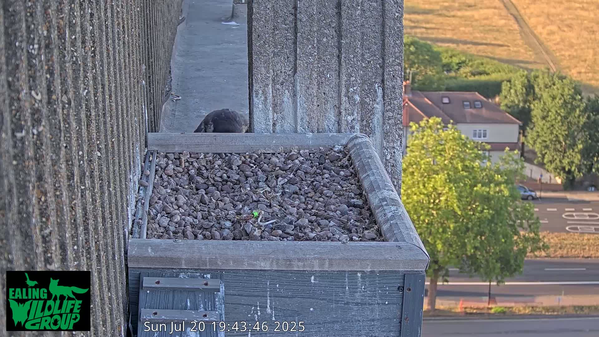 Ealing A4020/ Uxbridge Rd & Ealing’s Peregrine Falcons Life Live Cam - Ealing, London, England, United Kingdom