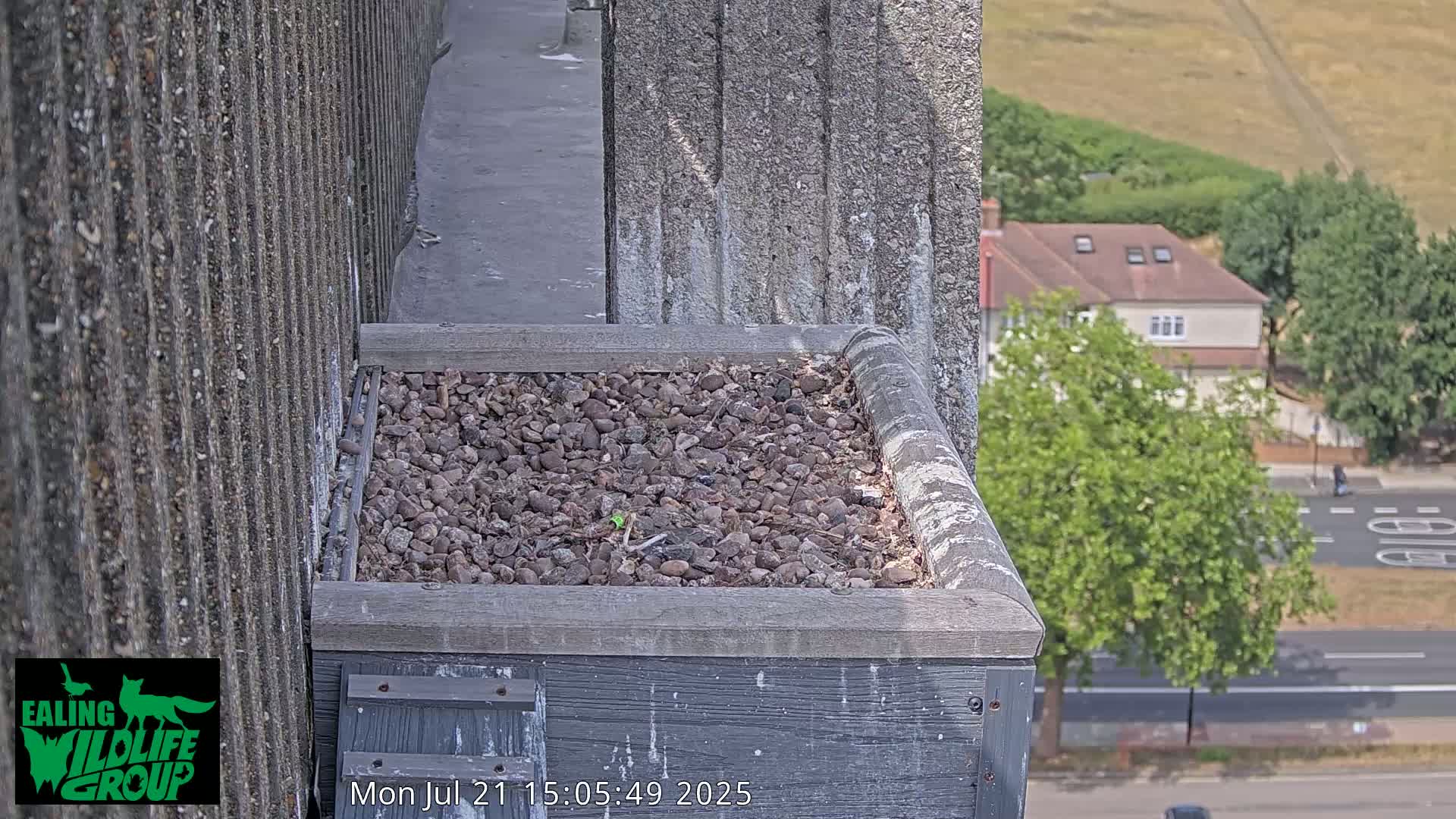 Ealing A4020/ Uxbridge Rd & Ealing’s Peregrine Falcons Life Live Cam - Ealing, London, England, United Kingdom